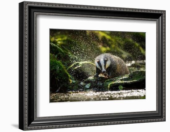 European Badger Shaking and Splashing Water Drops Around-Stanislav Duben-Framed Photographic Print