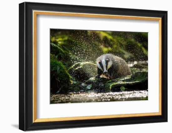 European Badger Shaking and Splashing Water Drops Around-Stanislav Duben-Framed Photographic Print