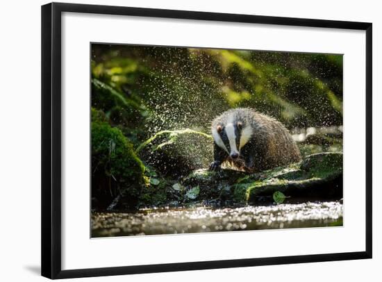 European Badger Shaking and Splashing Water Drops Around-Stanislav Duben-Framed Photographic Print