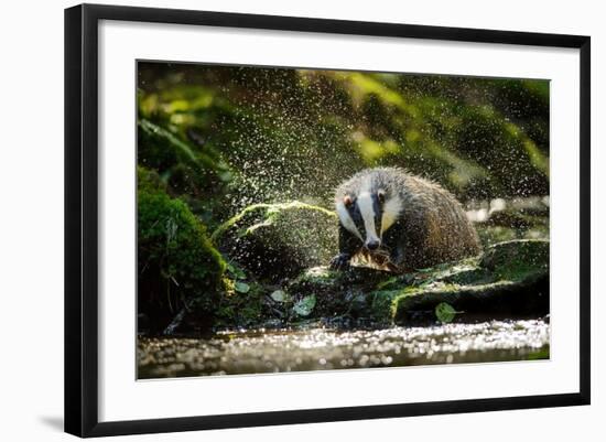 European Badger Shaking and Splashing Water Drops Around-Stanislav Duben-Framed Photographic Print