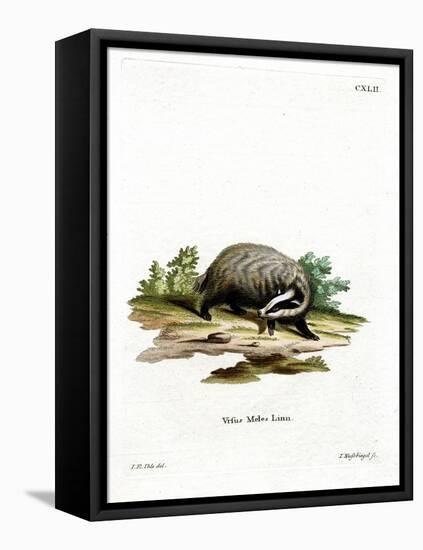 European Badger-null-Framed Premier Image Canvas