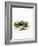 European Badger-null-Framed Giclee Print