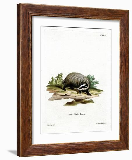 European Badger-null-Framed Giclee Print