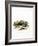 European Badger-null-Framed Giclee Print