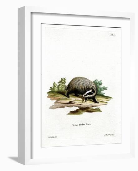 European Badger-null-Framed Giclee Print