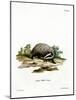 European Badger-null-Mounted Giclee Print