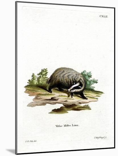 European Badger-null-Mounted Giclee Print