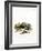 European Badger-null-Framed Giclee Print