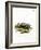 European Badger-null-Framed Giclee Print