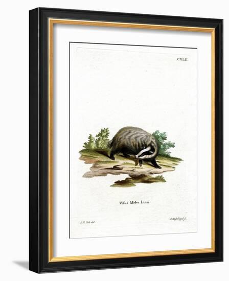 European Badger-null-Framed Giclee Print