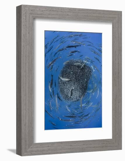 European barracuda and Bluefish circling baitball of Atlantic horse mackerel, Azores-Jordi Chias-Framed Photographic Print