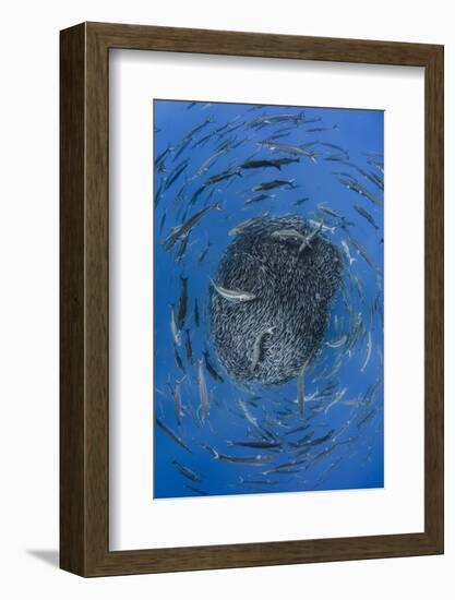 European barracuda and Bluefish circling baitball of Atlantic horse mackerel, Azores-Jordi Chias-Framed Photographic Print