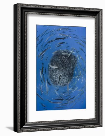 European barracuda and Bluefish circling baitball of Atlantic horse mackerel, Azores-Jordi Chias-Framed Photographic Print