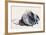 European Beaver (Study) 2001-Mark Adlington-Framed Giclee Print