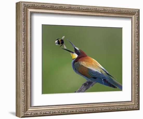 European Bee-Eater (Merops Apiaster) Catching Bumblebee in Beak, Pusztaszer, Hungary, May 2008-Varesvuo-Framed Photographic Print