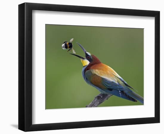 European Bee-Eater (Merops Apiaster) Catching Bumblebee in Beak, Pusztaszer, Hungary, May 2008-Varesvuo-Framed Photographic Print