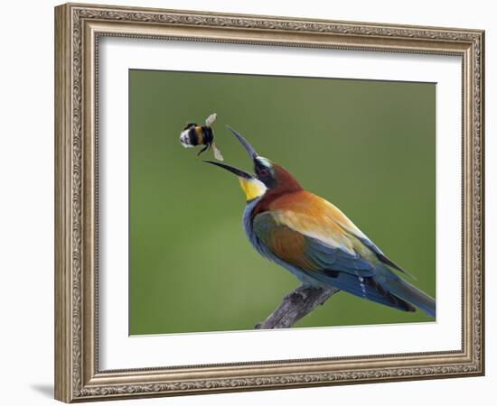 European Bee-Eater (Merops Apiaster) Catching Bumblebee in Beak, Pusztaszer, Hungary, May 2008-Varesvuo-Framed Photographic Print