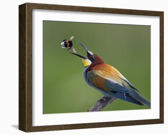 European Bee-Eater (Merops Apiaster) Catching Bumblebee in Beak, Pusztaszer, Hungary, May 2008-Varesvuo-Framed Photographic Print