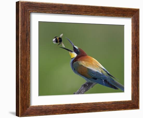 European Bee-Eater (Merops Apiaster) Catching Bumblebee in Beak, Pusztaszer, Hungary, May 2008-Varesvuo-Framed Photographic Print