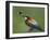 European Bee-Eater (Merops Apiaster) Catching Bumblebee in Beak, Pusztaszer, Hungary, May 2008-Varesvuo-Framed Photographic Print