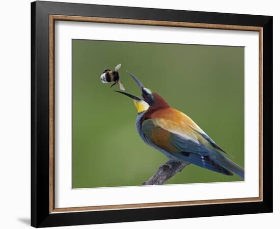 European Bee-Eater (Merops Apiaster) Catching Bumblebee in Beak, Pusztaszer, Hungary, May 2008-Varesvuo-Framed Photographic Print