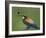 European Bee-Eater (Merops Apiaster) Catching Bumblebee in Beak, Pusztaszer, Hungary, May 2008-Varesvuo-Framed Photographic Print