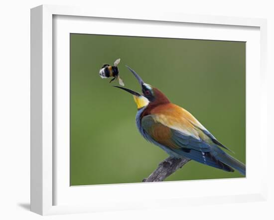 European Bee-Eater (Merops Apiaster) Catching Bumblebee in Beak, Pusztaszer, Hungary, May 2008-Varesvuo-Framed Photographic Print