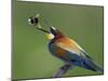 European Bee-Eater (Merops Apiaster) Catching Bumblebee in Beak, Pusztaszer, Hungary, May 2008-Varesvuo-Mounted Photographic Print