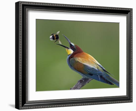 European Bee-Eater (Merops Apiaster) Catching Bumblebee in Beak, Pusztaszer, Hungary, May 2008-Varesvuo-Framed Photographic Print