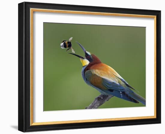 European Bee-Eater (Merops Apiaster) Catching Bumblebee in Beak, Pusztaszer, Hungary, May 2008-Varesvuo-Framed Photographic Print