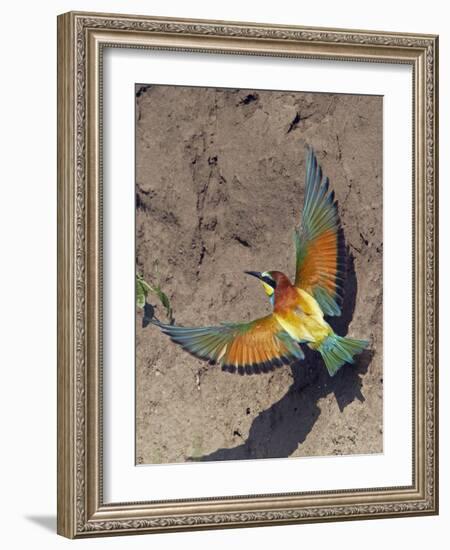 European Bee-Eater (Merops Apiaster) Flying to Nest Hole in Bank, Pusztaszer, Hungary, May 2008-Varesvuo-Framed Photographic Print