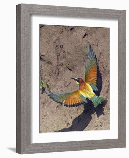 European Bee-Eater (Merops Apiaster) Flying to Nest Hole in Bank, Pusztaszer, Hungary, May 2008-Varesvuo-Framed Photographic Print