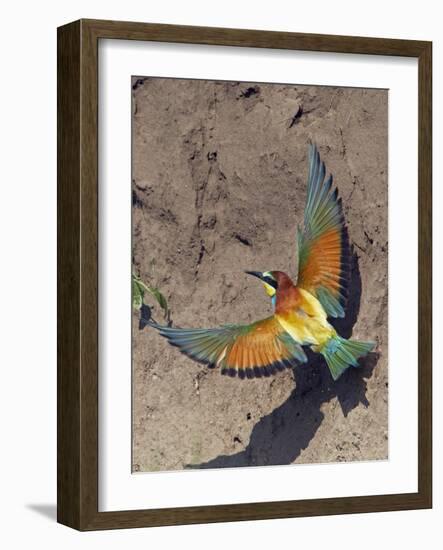 European Bee-Eater (Merops Apiaster) Flying to Nest Hole in Bank, Pusztaszer, Hungary, May 2008-Varesvuo-Framed Photographic Print