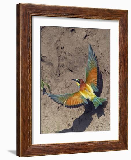 European Bee-Eater (Merops Apiaster) Flying to Nest Hole in Bank, Pusztaszer, Hungary, May 2008-Varesvuo-Framed Photographic Print