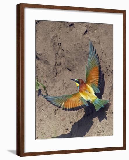 European Bee-Eater (Merops Apiaster) Flying to Nest Hole in Bank, Pusztaszer, Hungary, May 2008-Varesvuo-Framed Photographic Print