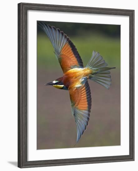 European Bee-Eater (Merops Apiaster) in Flight, Pusztaszer, Hungary, May 2008-Varesvuo-Framed Photographic Print