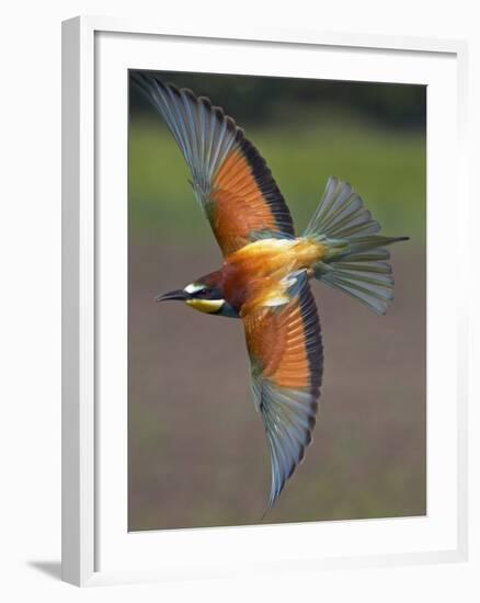 European Bee-Eater (Merops Apiaster) in Flight, Pusztaszer, Hungary, May 2008-Varesvuo-Framed Photographic Print