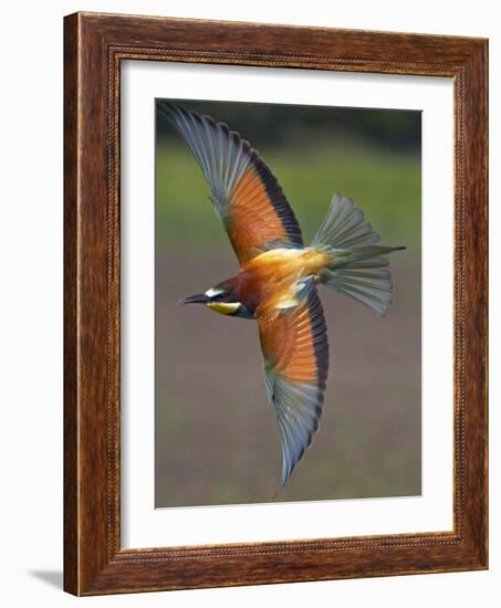 European Bee-Eater (Merops Apiaster) in Flight, Pusztaszer, Hungary, May 2008-Varesvuo-Framed Photographic Print