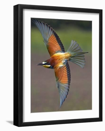 European Bee-Eater (Merops Apiaster) in Flight, Pusztaszer, Hungary, May 2008-Varesvuo-Framed Photographic Print