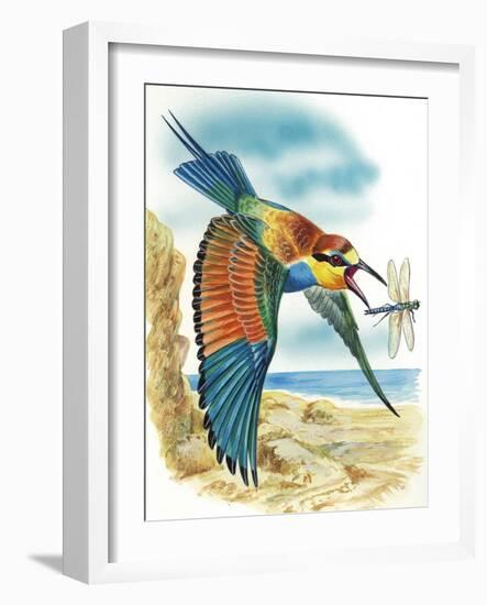 European Bee-Eater (Merops Apiaster), Meropidae, Catching Dragonfly Design-null-Framed Giclee Print