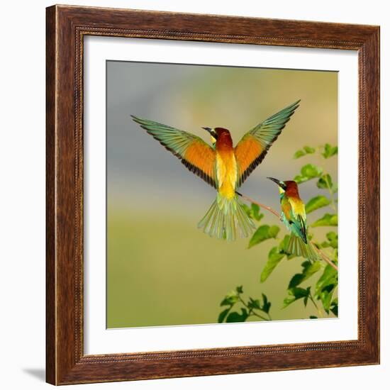 European Bee-Eater (Merops Apiaster) Outdoor-mirceab-Framed Photographic Print