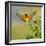 European Bee-Eater (Merops Apiaster) Outdoor-mirceab-Framed Photographic Print