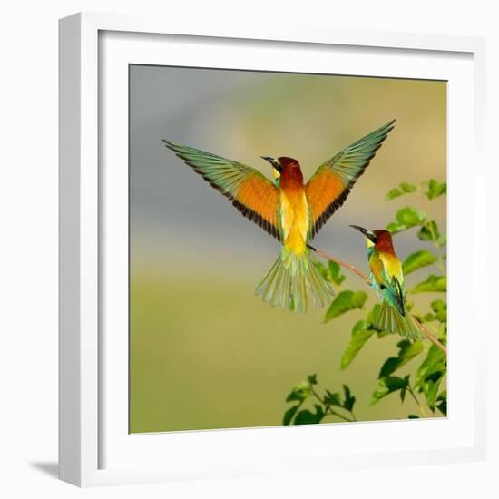 European Bee-Eater (Merops Apiaster) Outdoor-mirceab-Framed Photographic Print