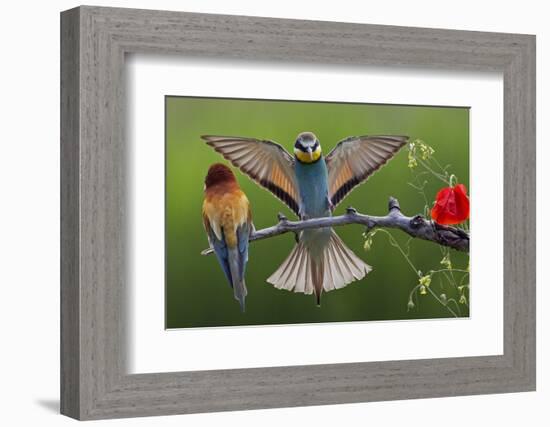 European Bee-Eater (Merops Apiaster) Pair, Male Displaying, Pusztaszer, Hungary, May 2008-Varesvuo-Framed Photographic Print