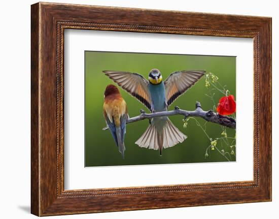 European Bee-Eater (Merops Apiaster) Pair, Male Displaying, Pusztaszer, Hungary, May 2008-Varesvuo-Framed Photographic Print