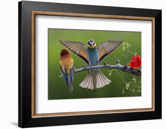 European Bee-Eater (Merops Apiaster) Pair, Male Displaying, Pusztaszer, Hungary, May 2008-Varesvuo-Framed Photographic Print