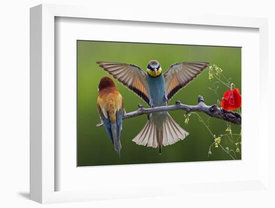 European Bee-Eater (Merops Apiaster) Pair, Male Displaying, Pusztaszer, Hungary, May 2008-Varesvuo-Framed Photographic Print