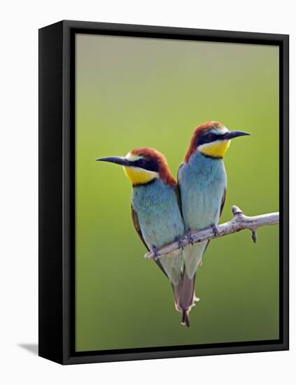 European Bee-Eater (Merops Apiaster) Pair Perched, Pusztaszer, Hungary, May 2008-Varesvuo-Framed Premier Image Canvas