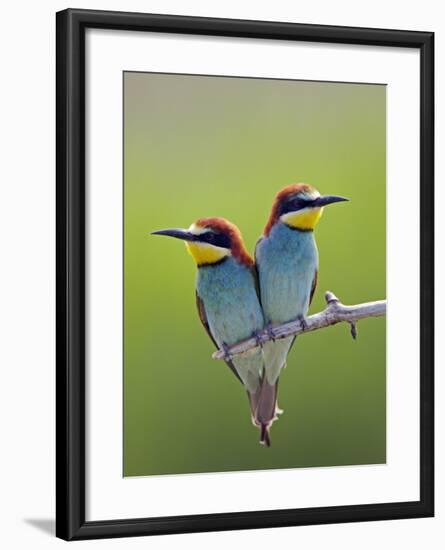 European Bee-Eater (Merops Apiaster) Pair Perched, Pusztaszer, Hungary, May 2008-Varesvuo-Framed Photographic Print