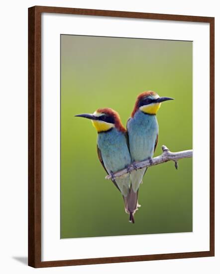 European Bee-Eater (Merops Apiaster) Pair Perched, Pusztaszer, Hungary, May 2008-Varesvuo-Framed Photographic Print